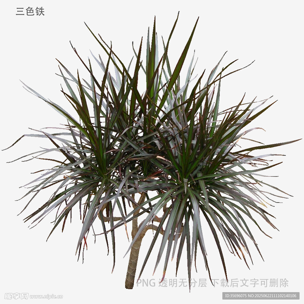 龙血树盆栽植物特写
