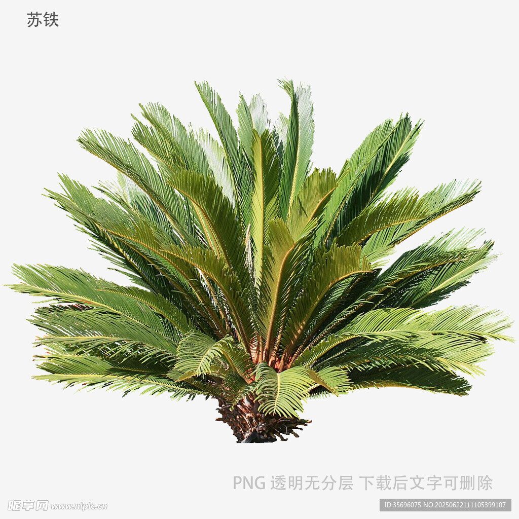 铁树植物特写