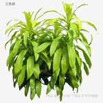 翠绿龙血树盆栽植物