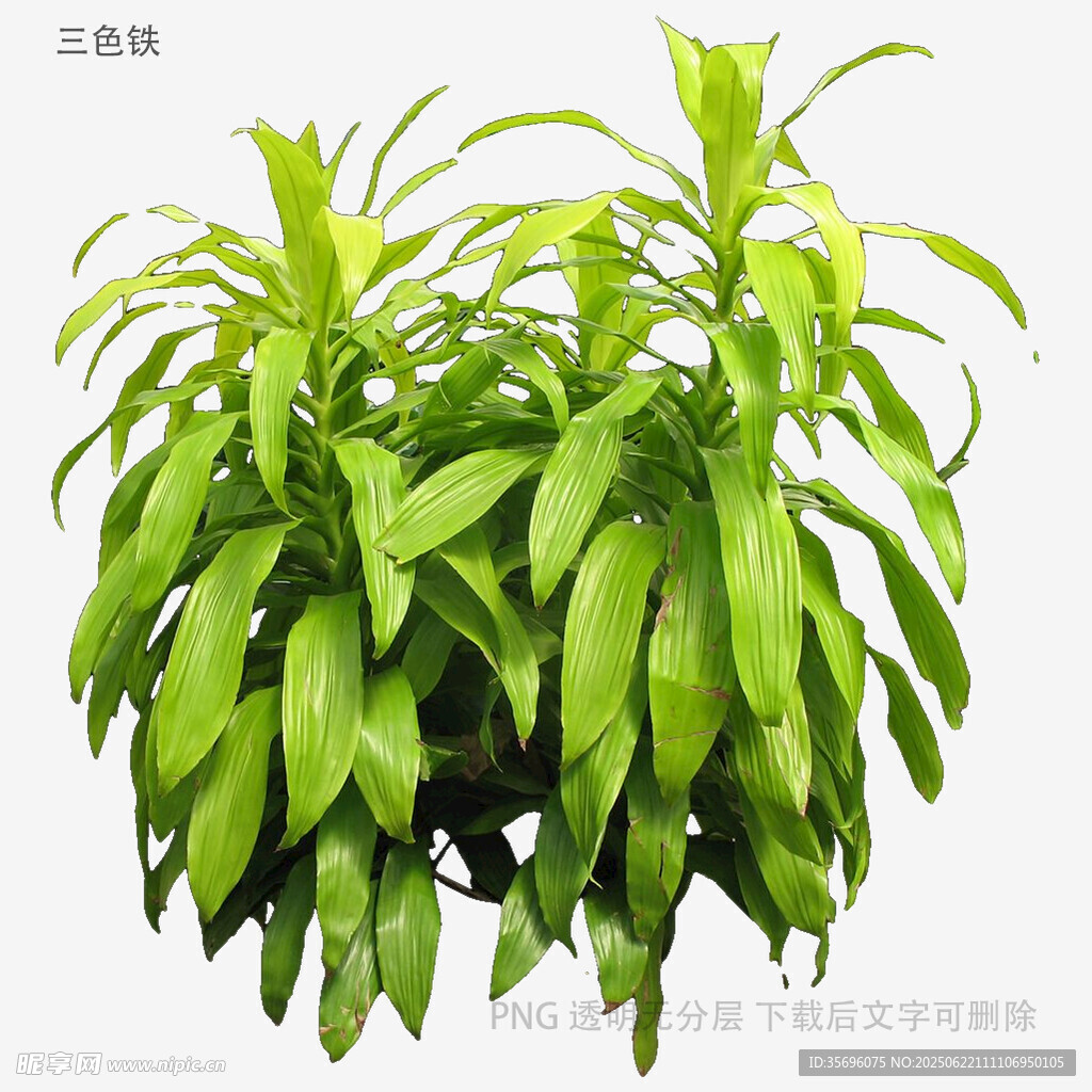 翠绿龙血树盆栽植物