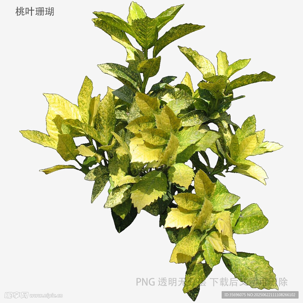 黄绿相间的清新绿植