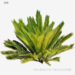 翠绿羽叶植物特写