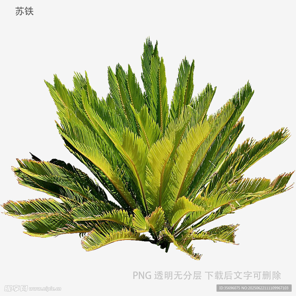 翠绿羽叶植物特写