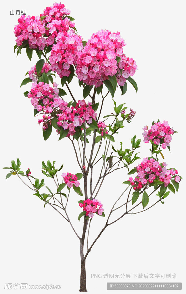 盛开的粉色杜鹃花