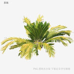 翠绿扇形棕榈植物特写
