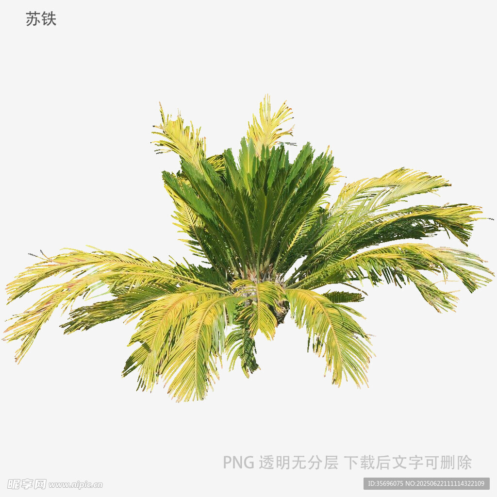 翠绿扇形棕榈植物特写
