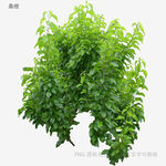植物