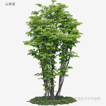 三株绿树景观图