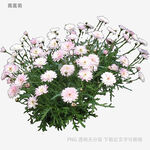 粉色雏菊盆栽花卉