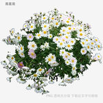 白色雏菊盆栽花卉特写