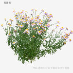 多彩雏菊植物特写