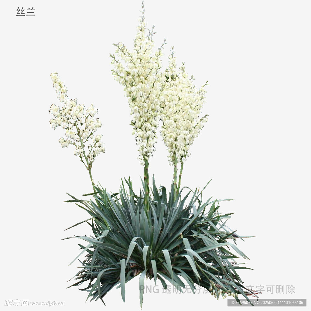 剑麻花卉植物特写