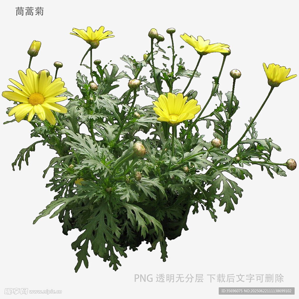 黄色小菊花盆栽