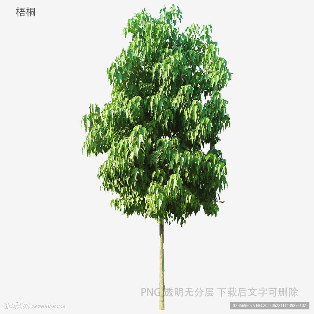 单棵绿树特写