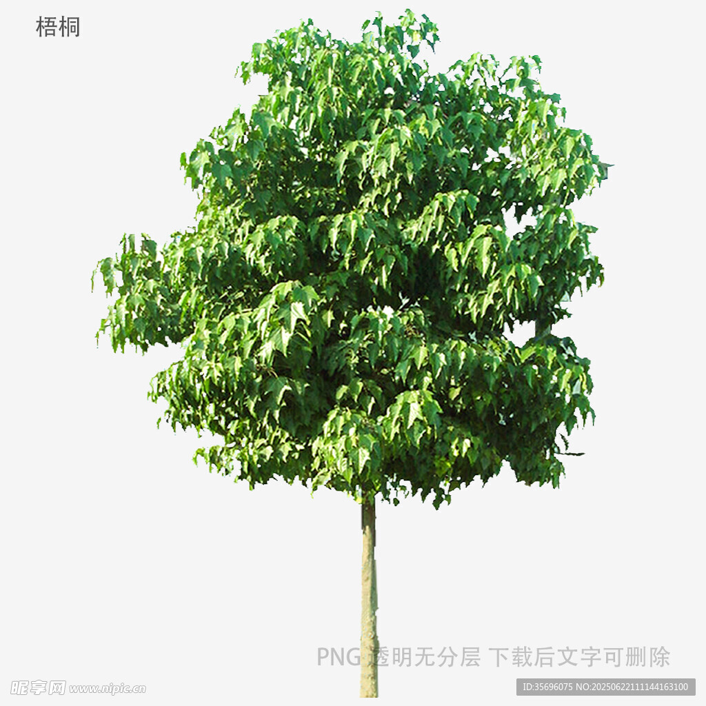 单棵绿树特写