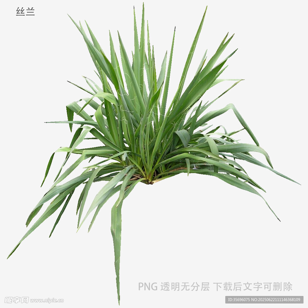 翠绿细长叶片的清新植物