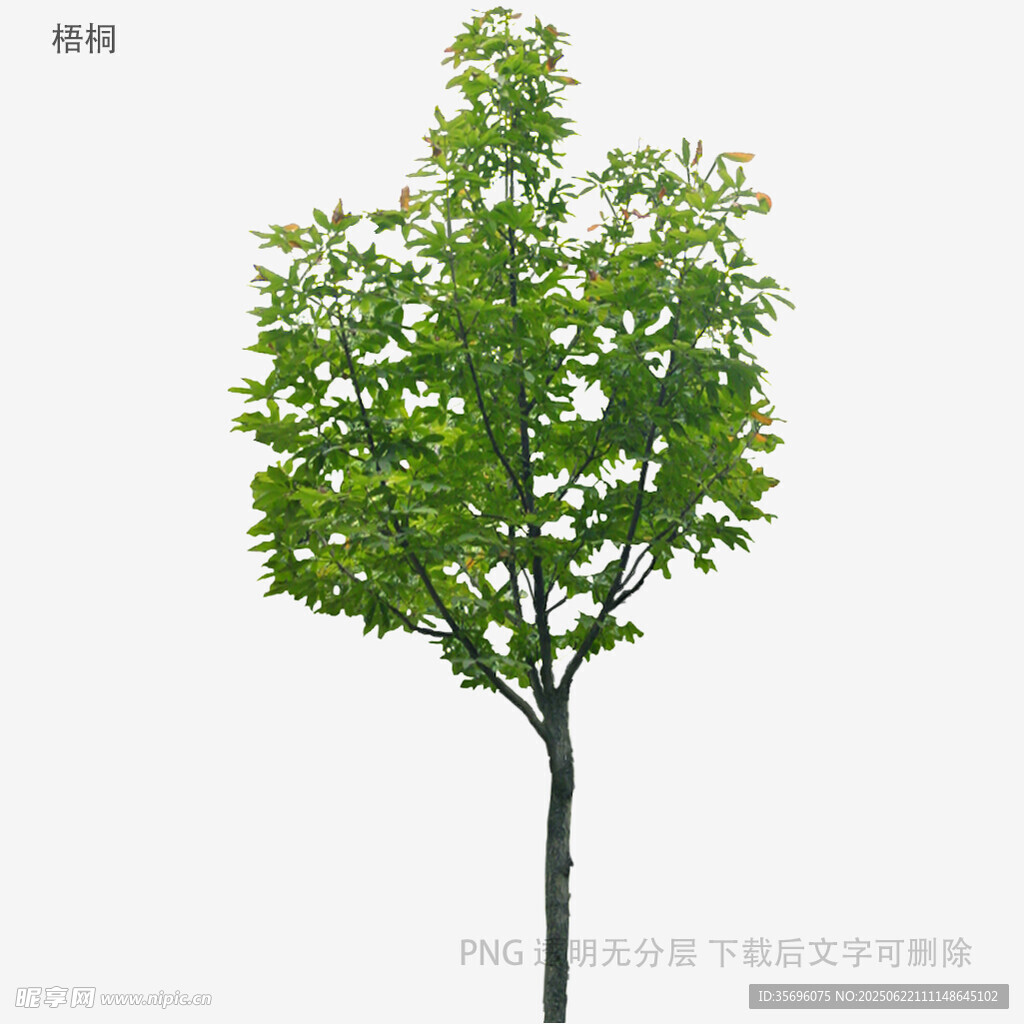单棵绿树植物素材图