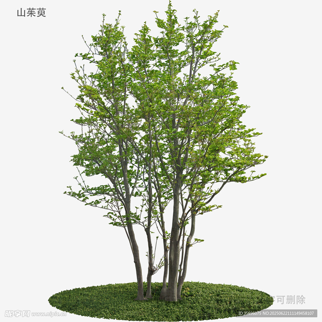 三棵绿树模型