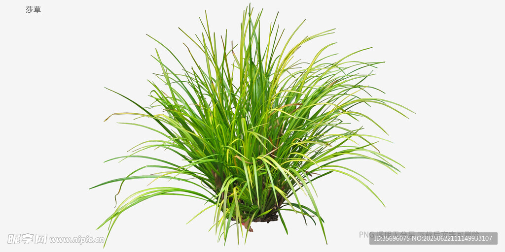 翠绿盆栽草