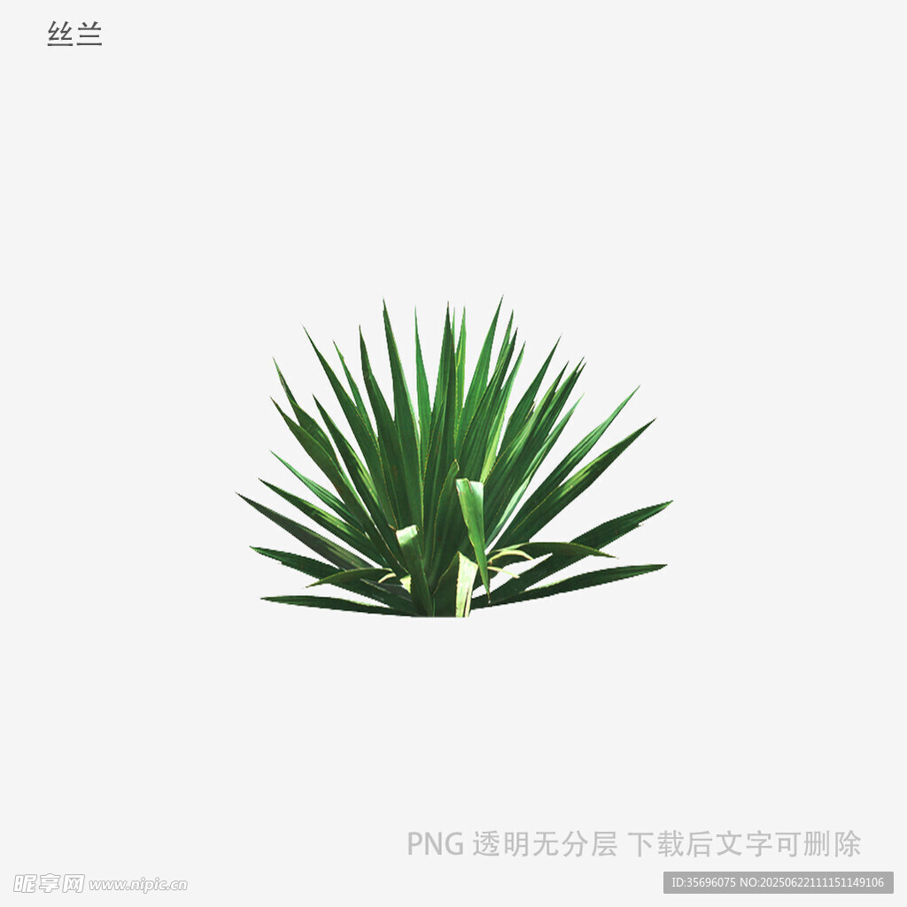 绿色龙舌兰植物插画