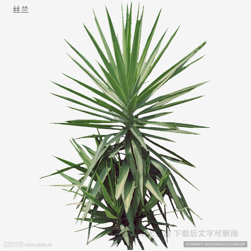 单株翠绿棕榈植物特写