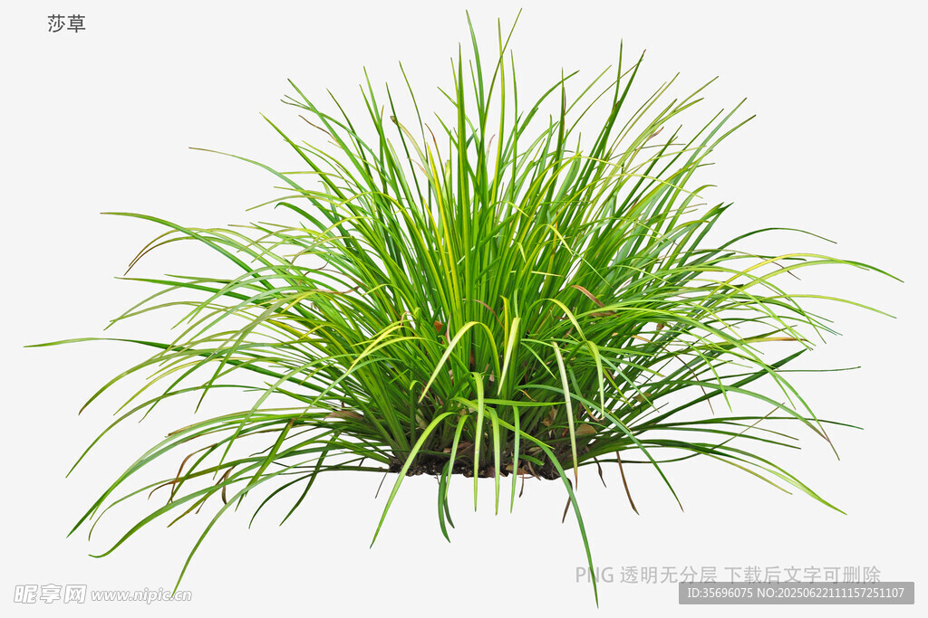 翠绿丛生草本植物