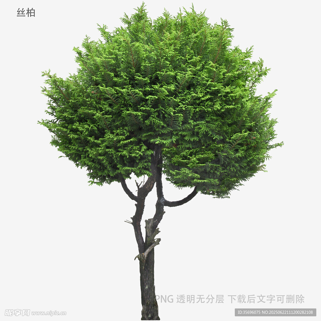 单棵绿树3D模型展示