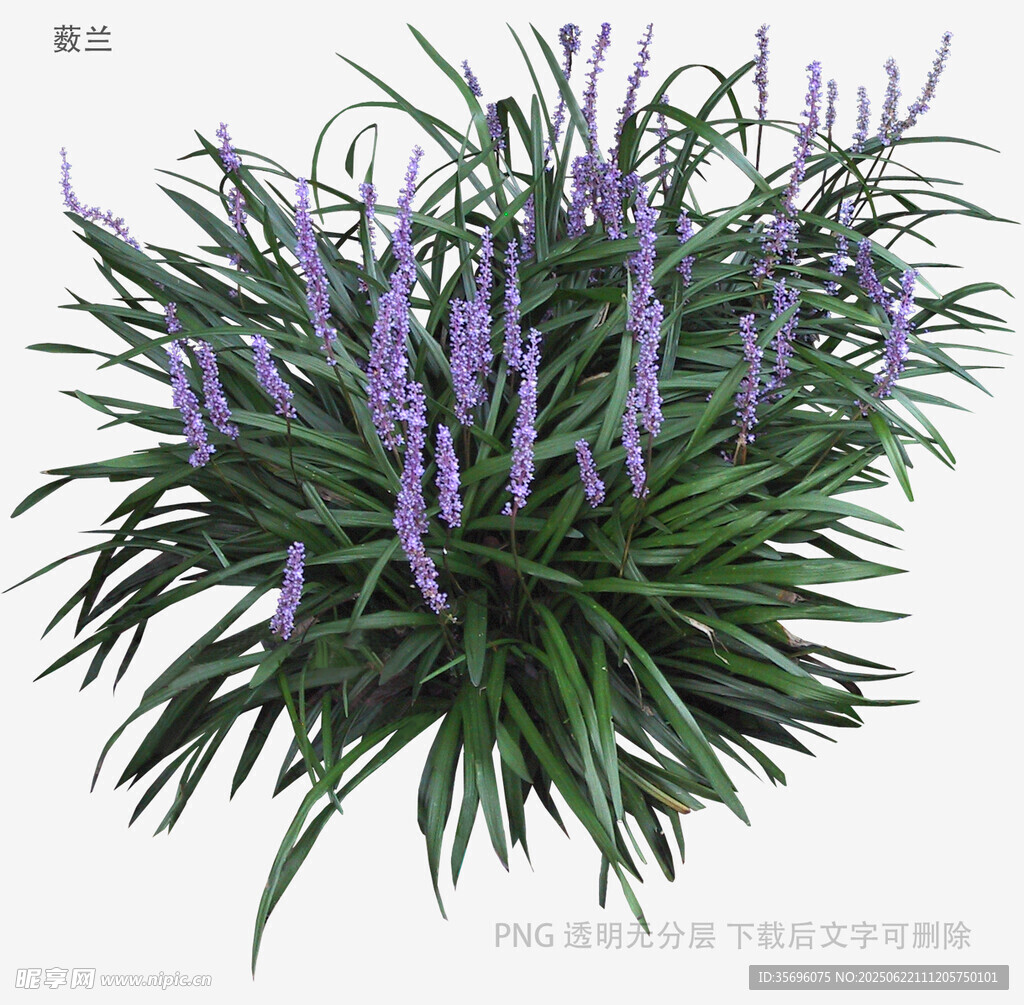 紫色穗状花草植物特写