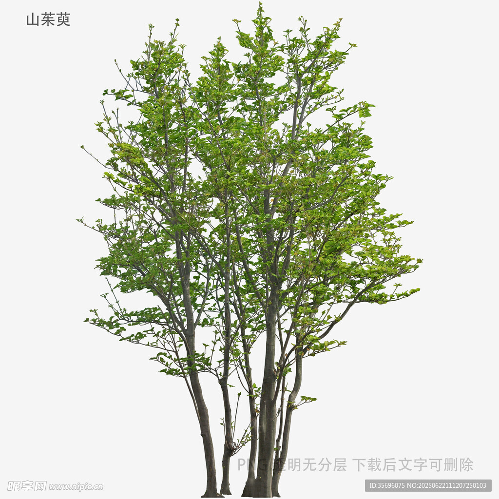 绿叶丛生的树木