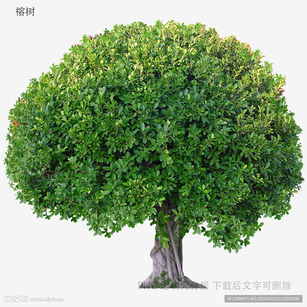 圆形树冠的茂盛绿树