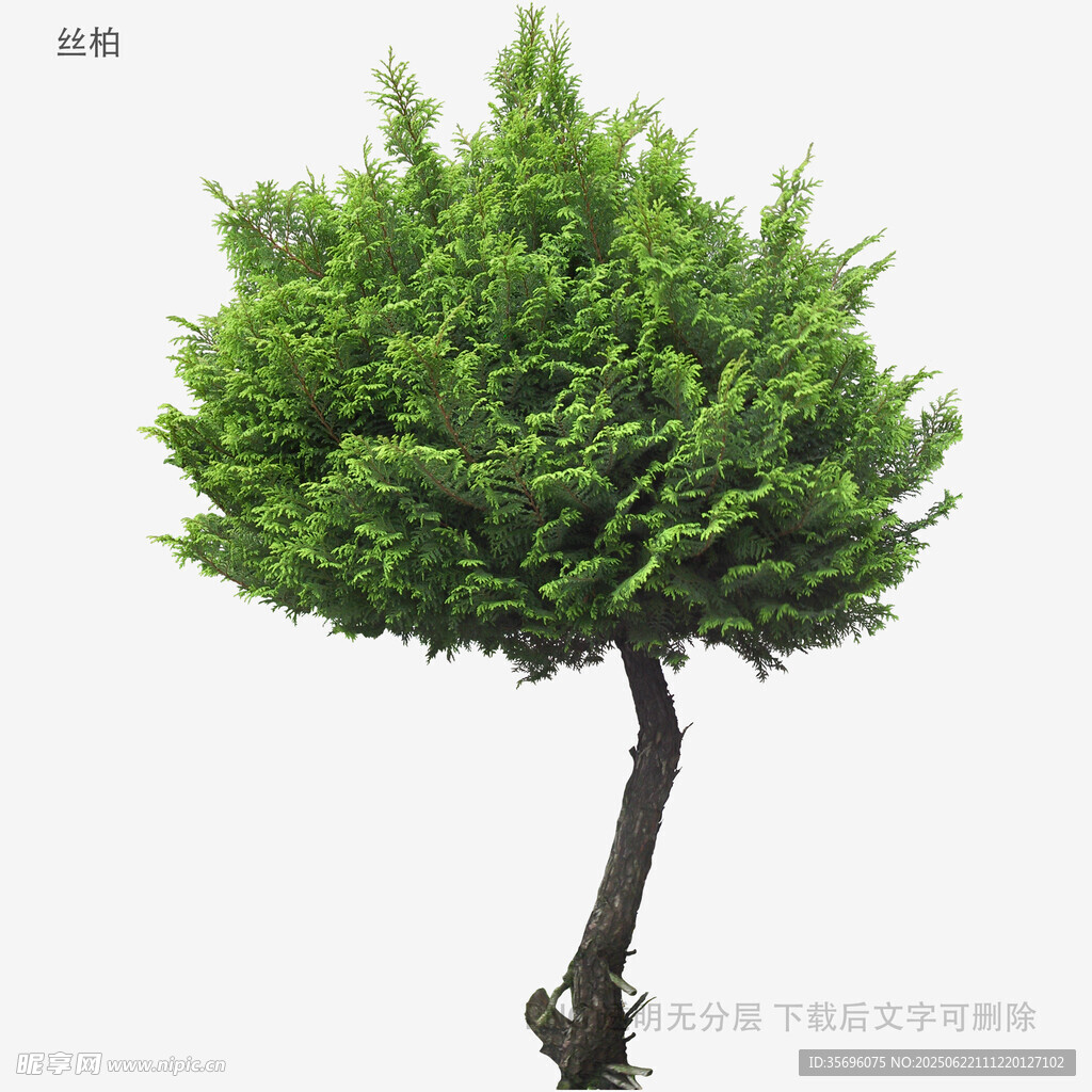 单株翠绿树木特写