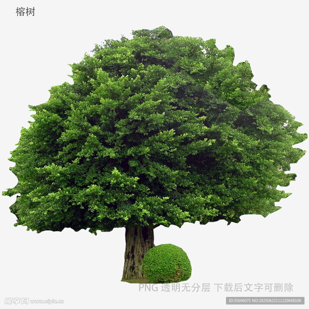 茂盛绿树与球形灌木景观
