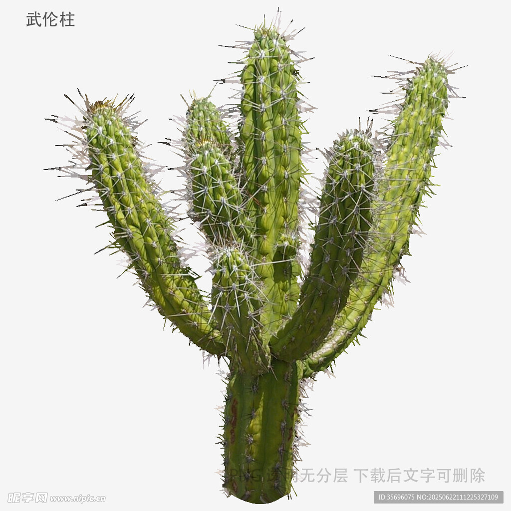 多刺仙人掌特写