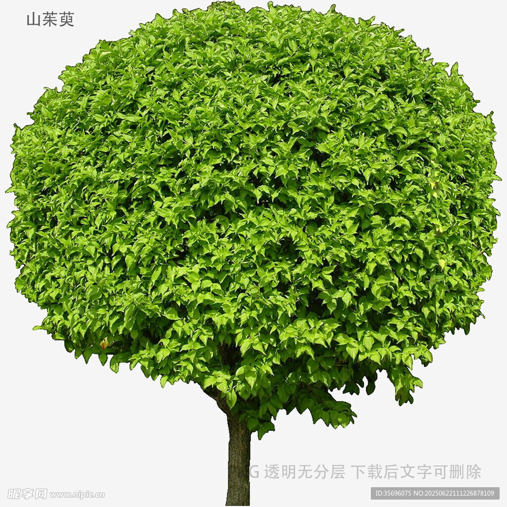 圆形树冠绿植