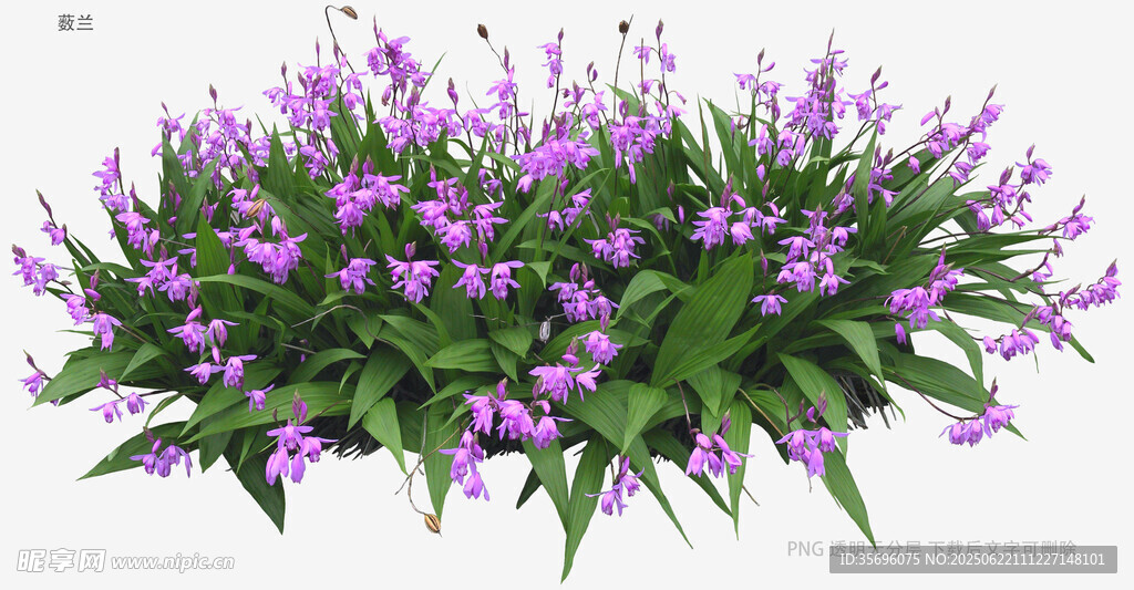 紫色花卉植物3D模型展示