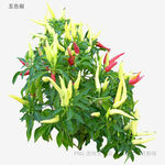 多彩辣椒植株特写