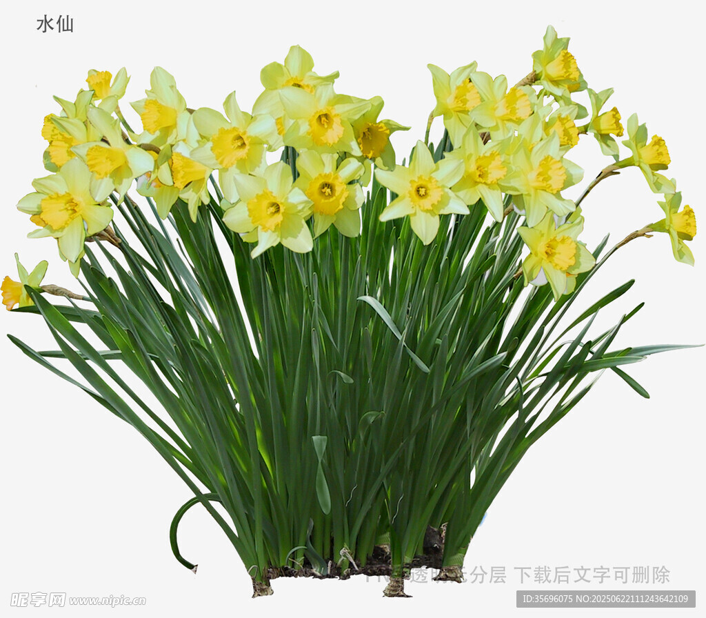 黄色水仙盆栽