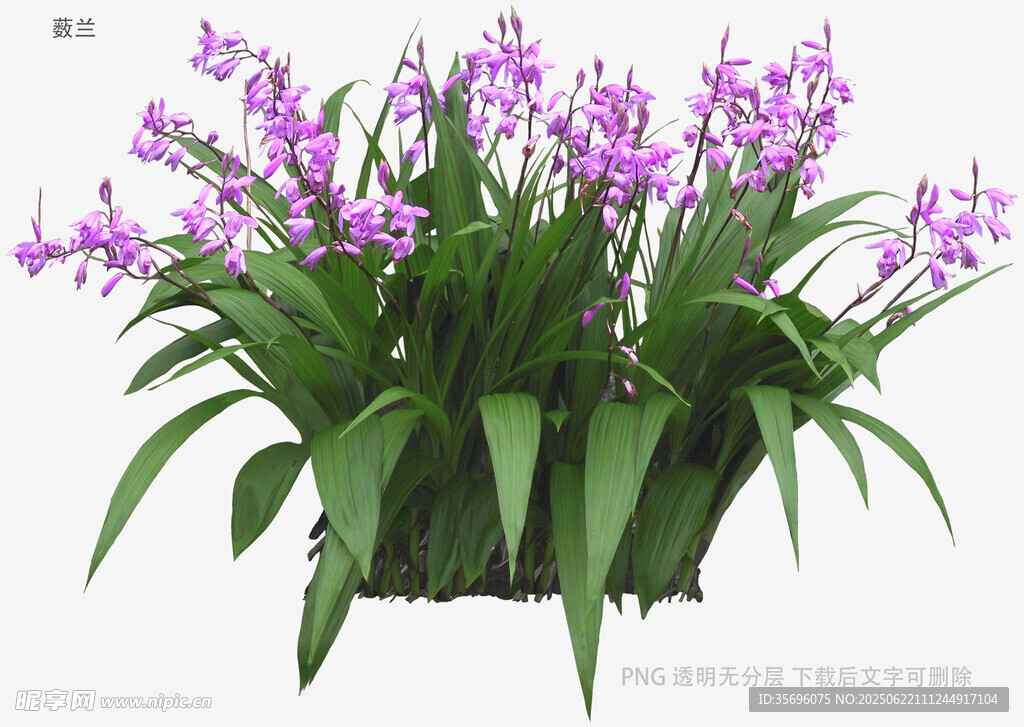 紫色兰花盆栽