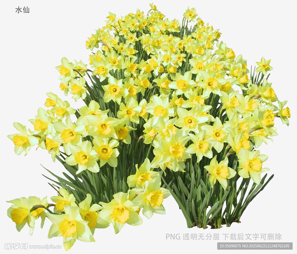 盛开的黄色水仙花