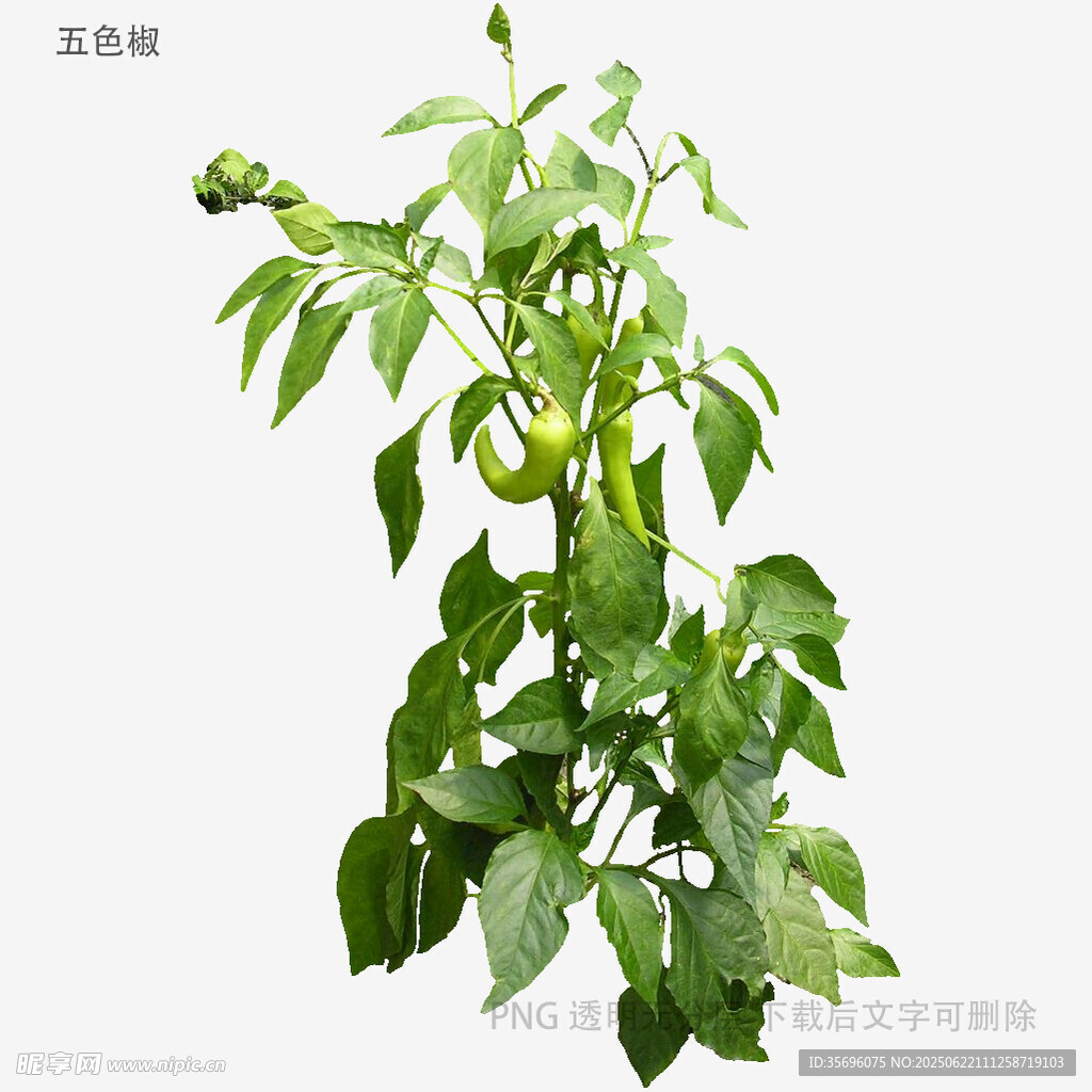 青椒植株特写