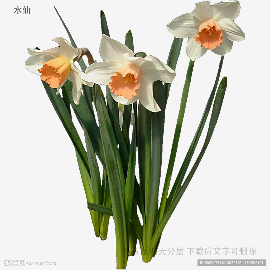 清新水仙绽放