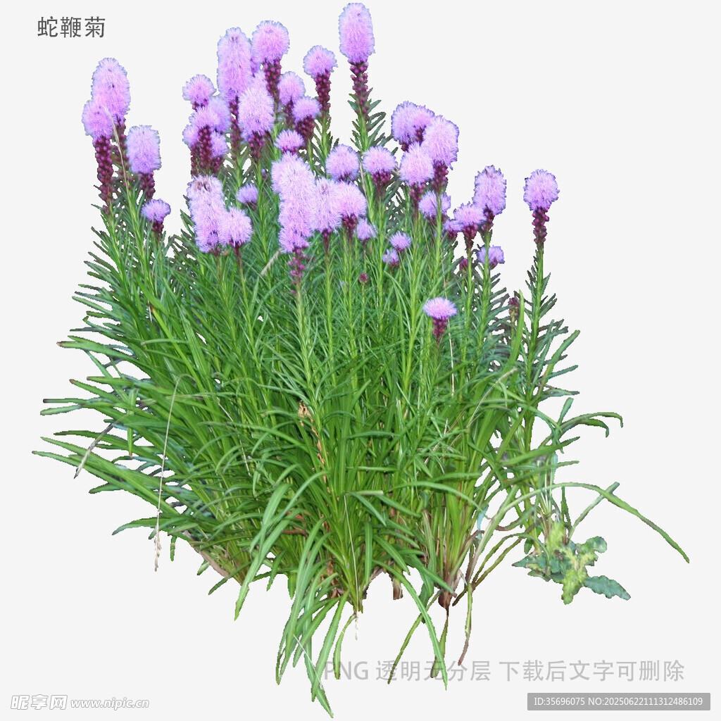 植物