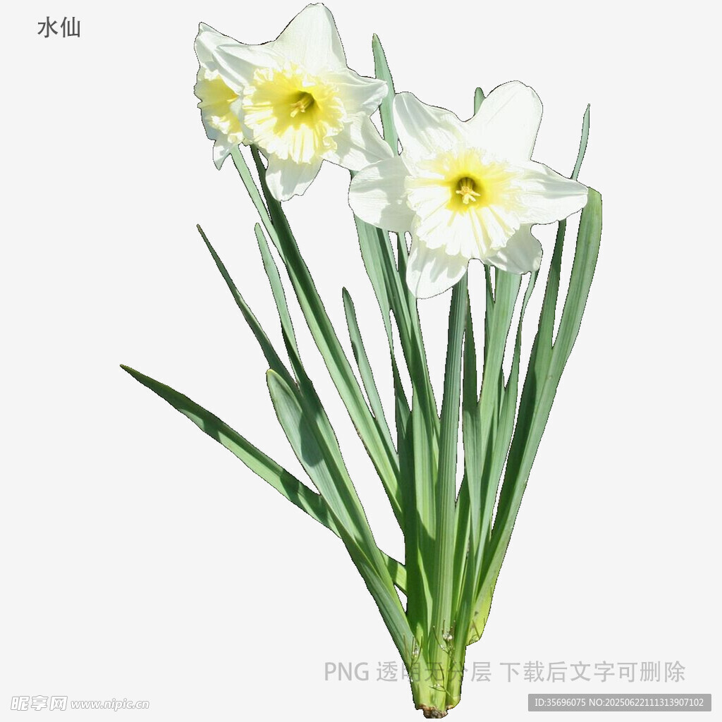 清新水仙花绽放