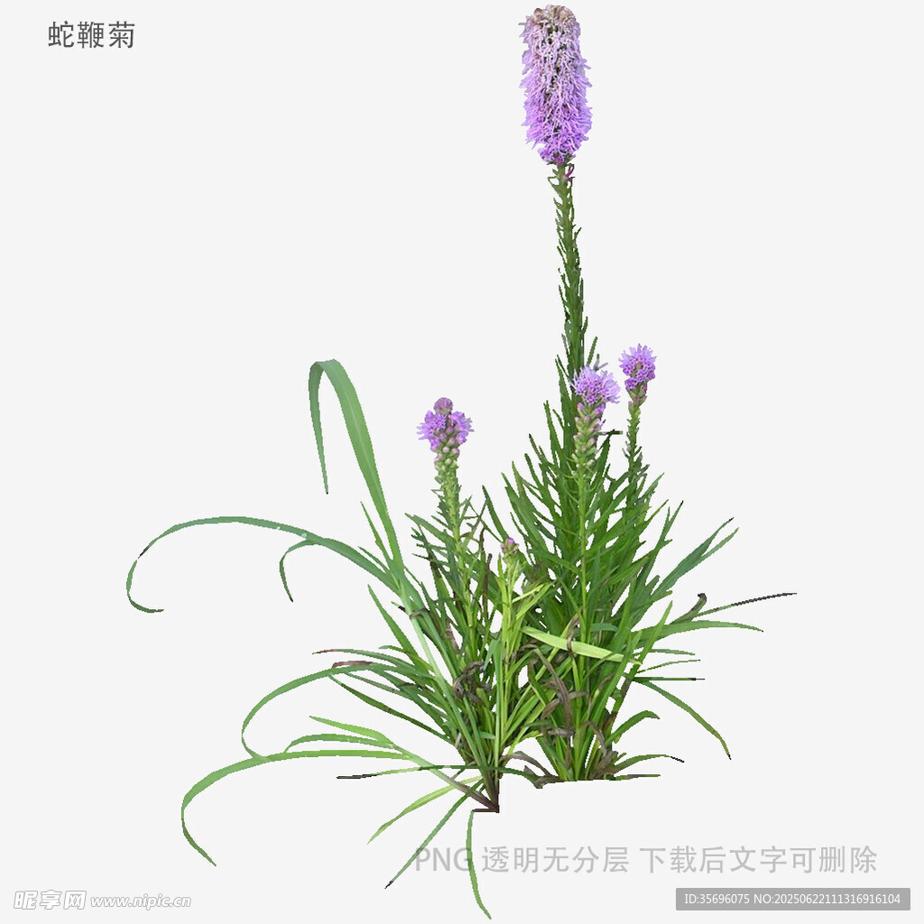 紫色穗花植物特写