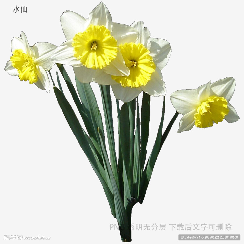 黄白水仙花束