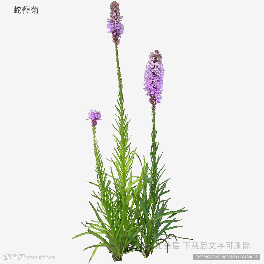 紫色穗花植物特写