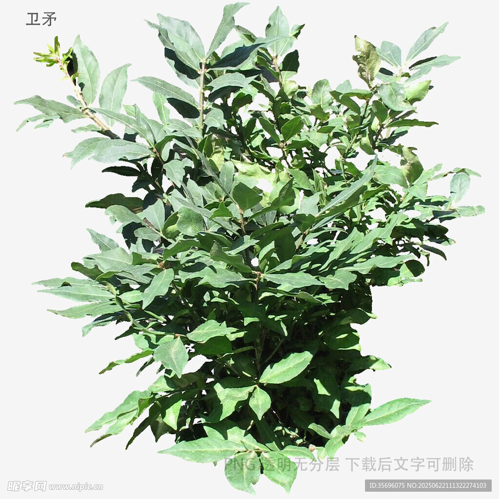 绿叶繁茂的绿植盆栽