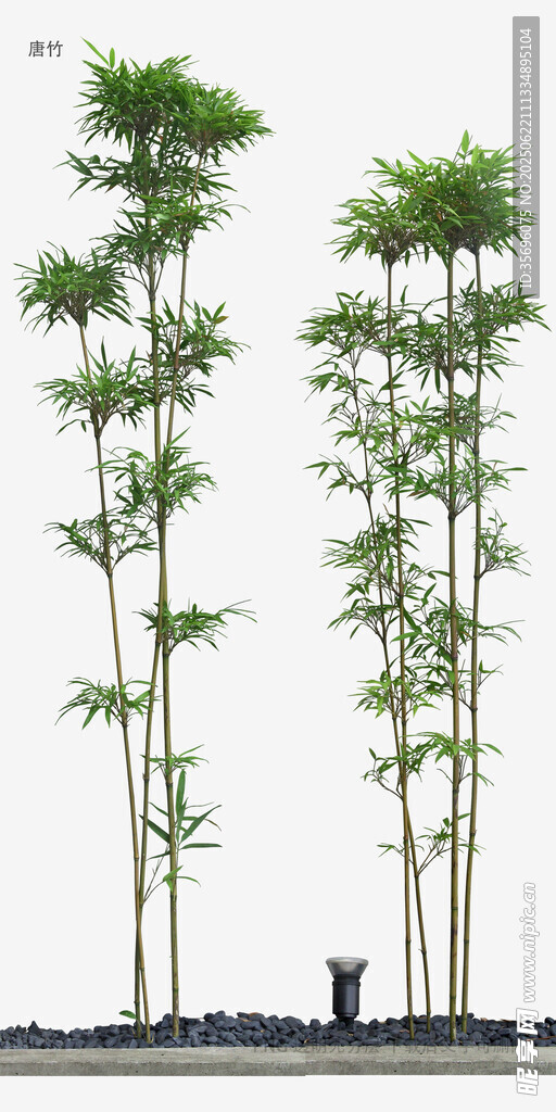 三棵高大绿植景观展示
