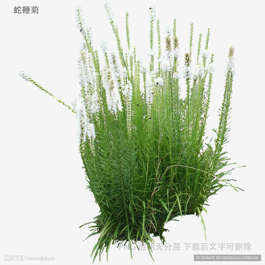 白色穗状草本植物特写