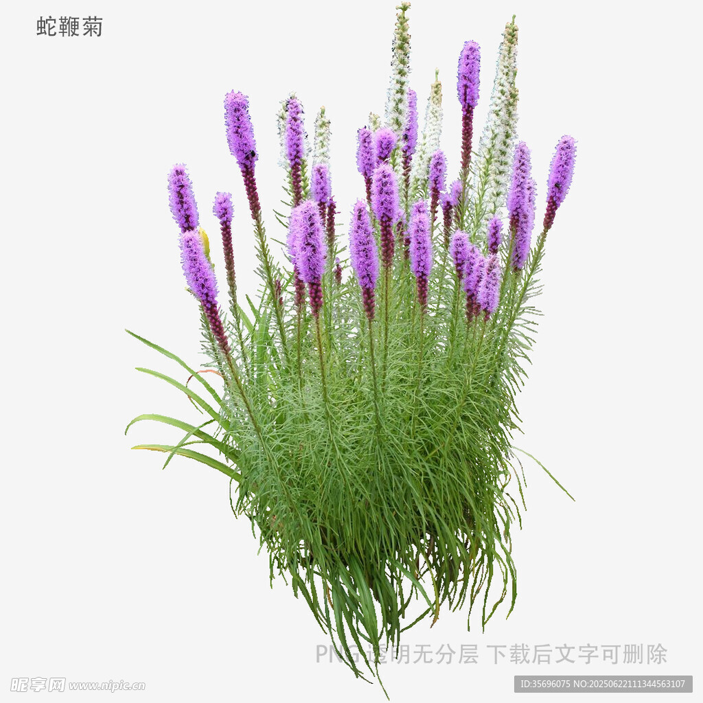 紫色狐尾草植物特写